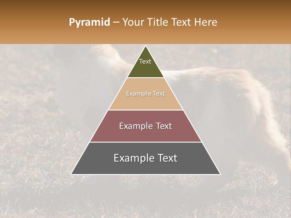 A Brown And White Cat Standing On Top Of A Dry Grass Field PowerPoint Template