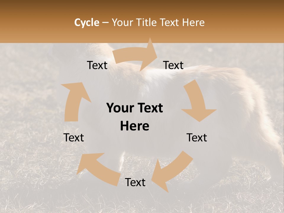 A Brown And White Cat Standing On Top Of A Dry Grass Field PowerPoint Template