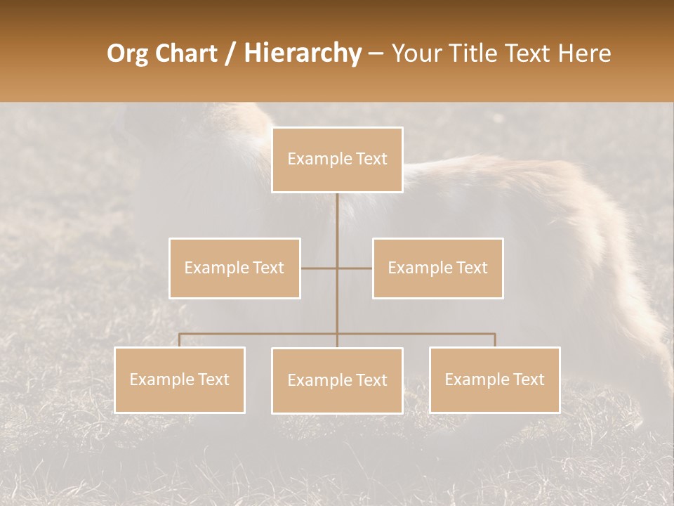 A Brown And White Cat Standing On Top Of A Dry Grass Field PowerPoint Template