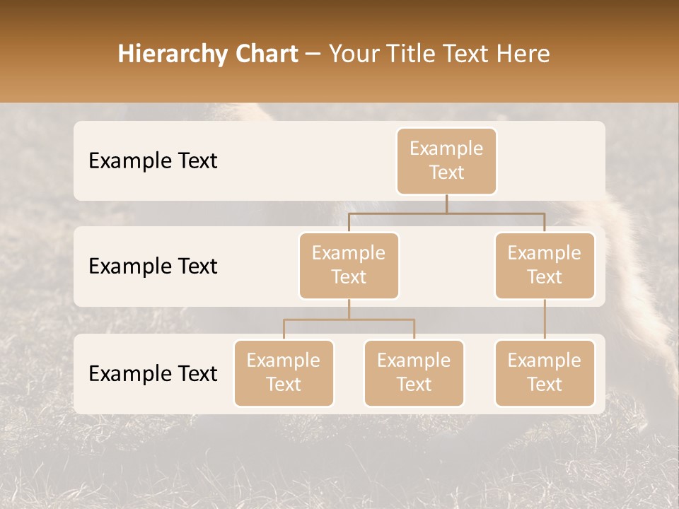 A Brown And White Cat Standing On Top Of A Dry Grass Field PowerPoint Template