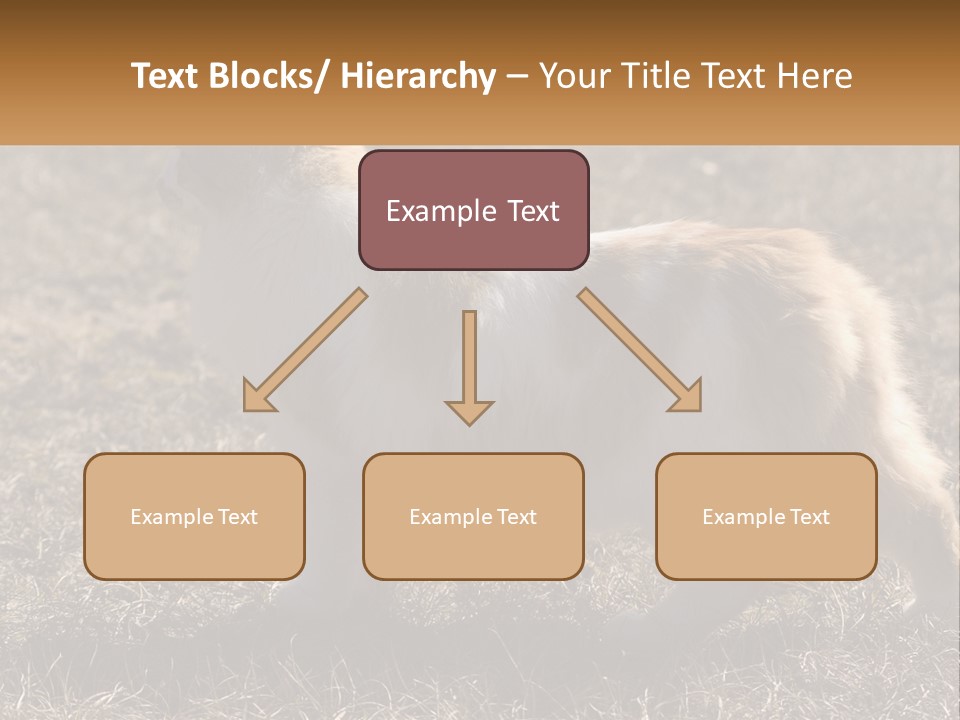 A Brown And White Cat Standing On Top Of A Dry Grass Field PowerPoint Template