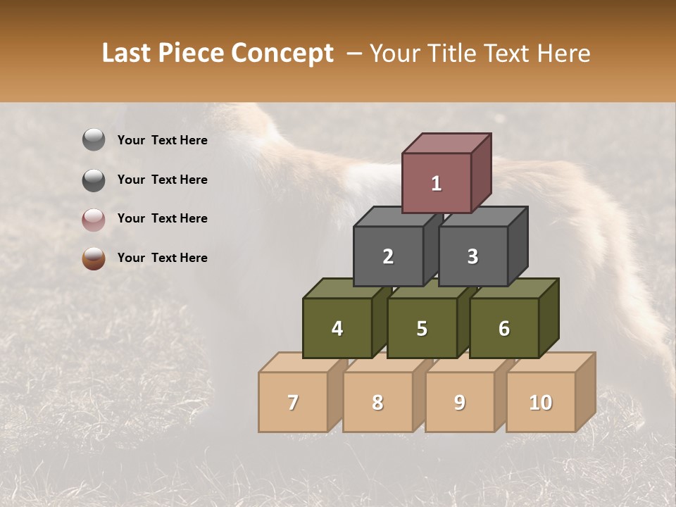 A Brown And White Cat Standing On Top Of A Dry Grass Field PowerPoint Template