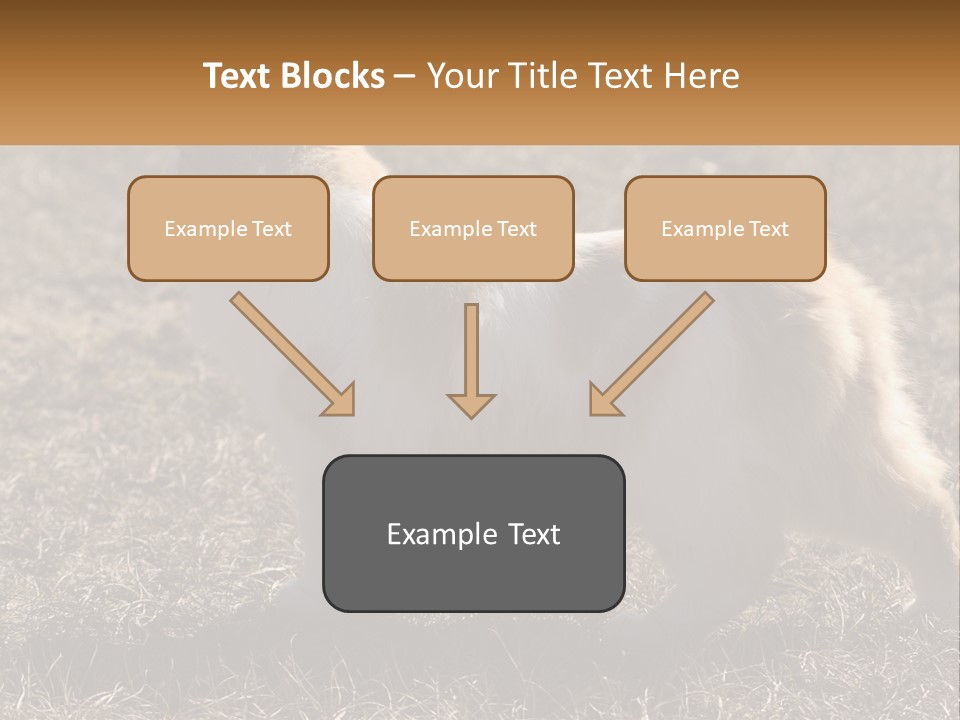 A Brown And White Cat Standing On Top Of A Dry Grass Field PowerPoint Template
