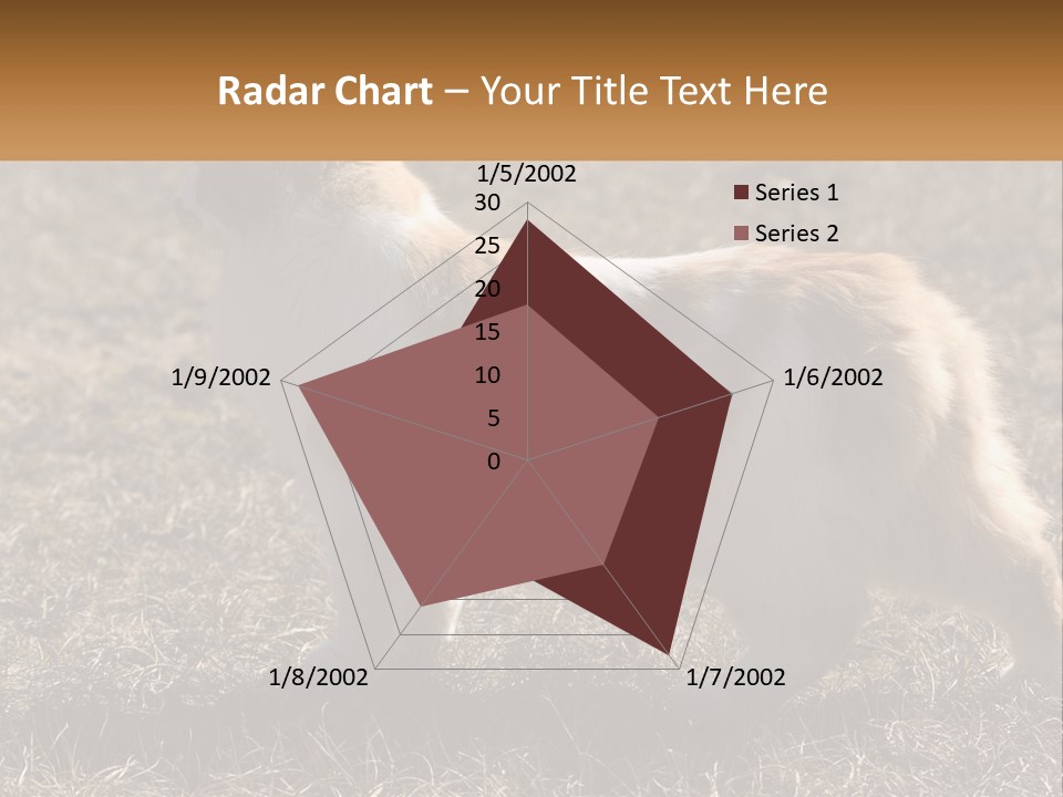 A Brown And White Cat Standing On Top Of A Dry Grass Field PowerPoint Template