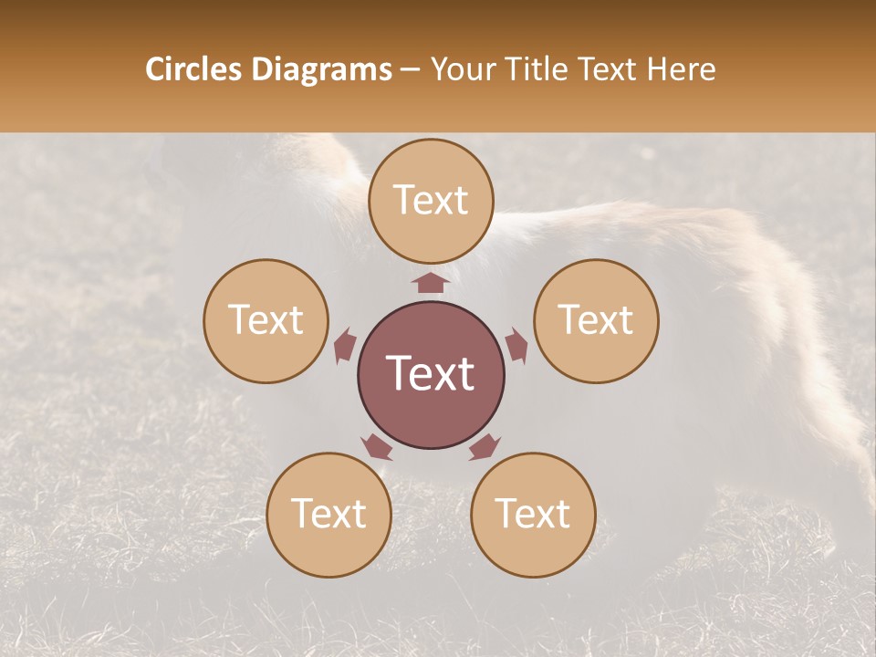 A Brown And White Cat Standing On Top Of A Dry Grass Field PowerPoint Template