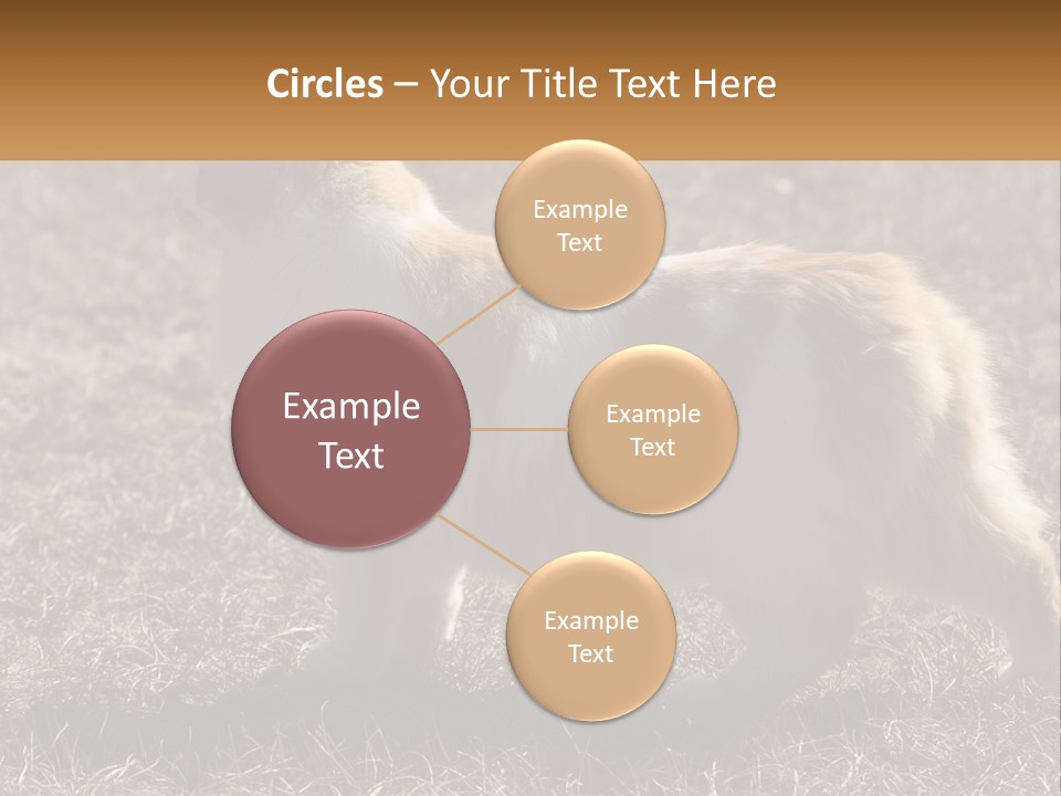 A Brown And White Cat Standing On Top Of A Dry Grass Field PowerPoint Template