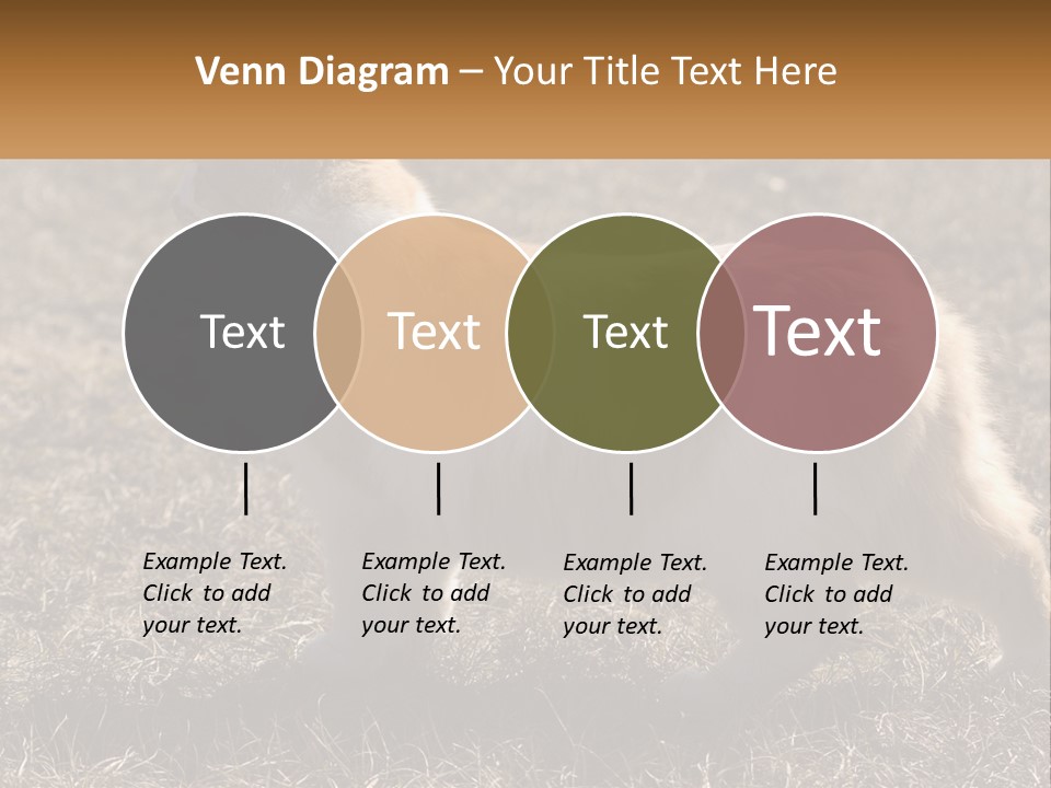 A Brown And White Cat Standing On Top Of A Dry Grass Field PowerPoint Template