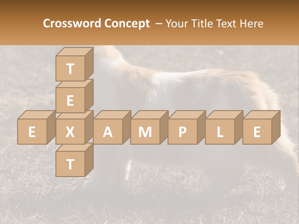 A Brown And White Cat Standing On Top Of A Dry Grass Field PowerPoint Template