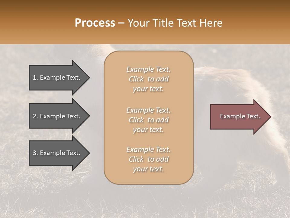 A Brown And White Cat Standing On Top Of A Dry Grass Field PowerPoint Template