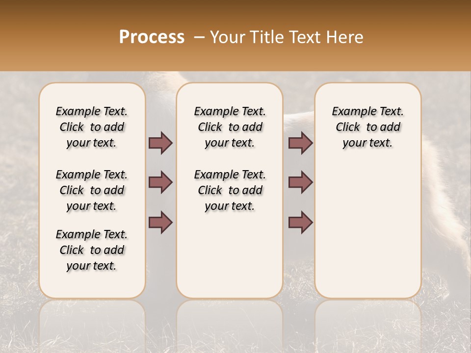 A Brown And White Cat Standing On Top Of A Dry Grass Field PowerPoint Template
