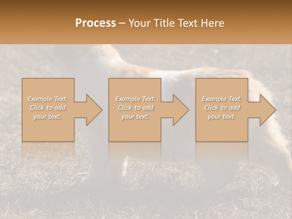 A Brown And White Cat Standing On Top Of A Dry Grass Field PowerPoint Template