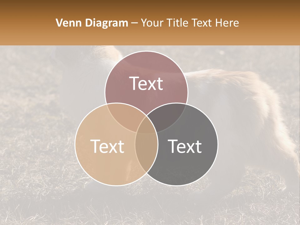 A Brown And White Cat Standing On Top Of A Dry Grass Field PowerPoint Template