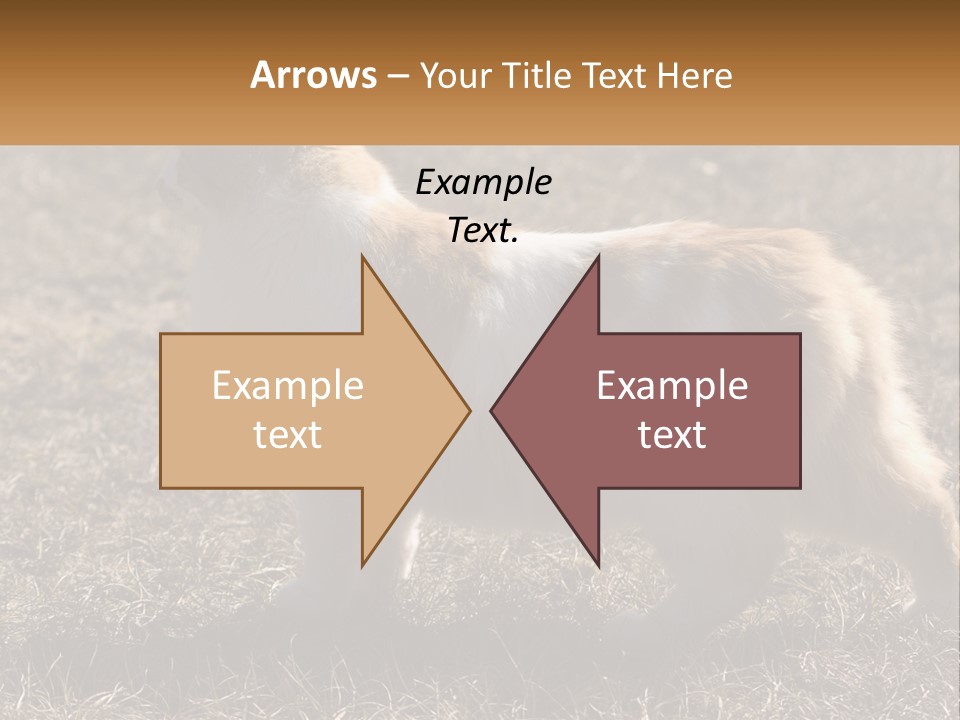 A Brown And White Cat Standing On Top Of A Dry Grass Field PowerPoint Template