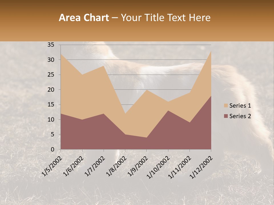A Brown And White Cat Standing On Top Of A Dry Grass Field PowerPoint Template