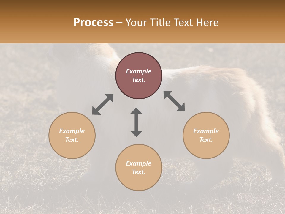 A Brown And White Cat Standing On Top Of A Dry Grass Field PowerPoint Template