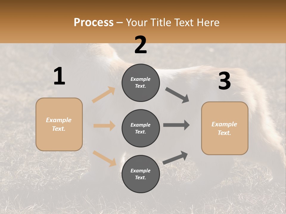 A Brown And White Cat Standing On Top Of A Dry Grass Field PowerPoint Template
