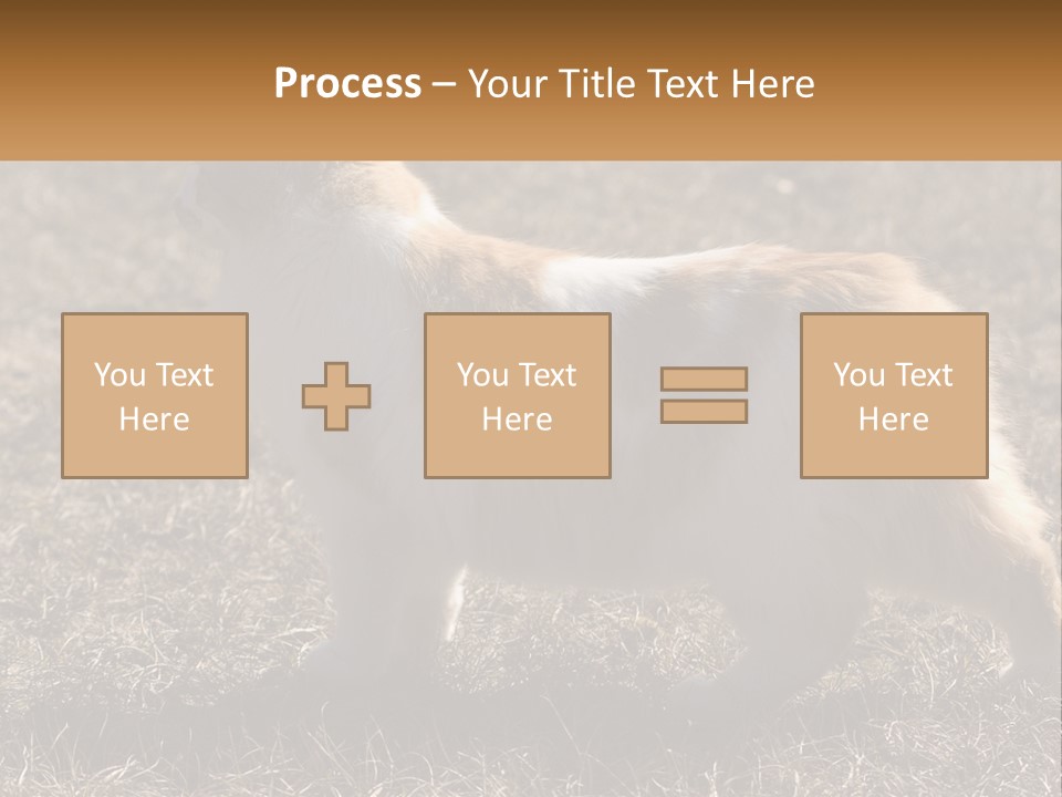 A Brown And White Cat Standing On Top Of A Dry Grass Field PowerPoint Template