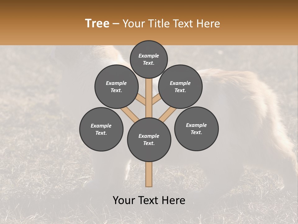 A Brown And White Cat Standing On Top Of A Dry Grass Field PowerPoint Template