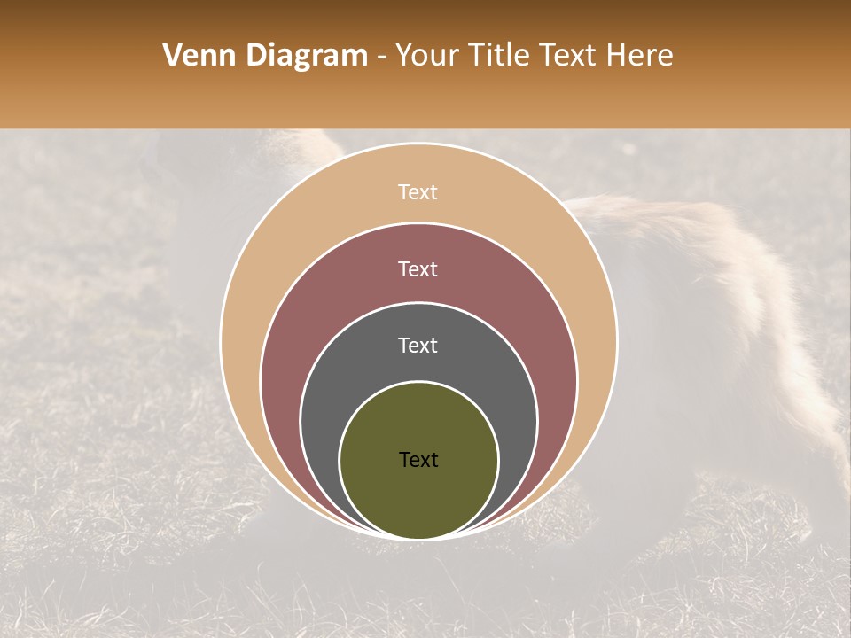 A Brown And White Cat Standing On Top Of A Dry Grass Field PowerPoint Template