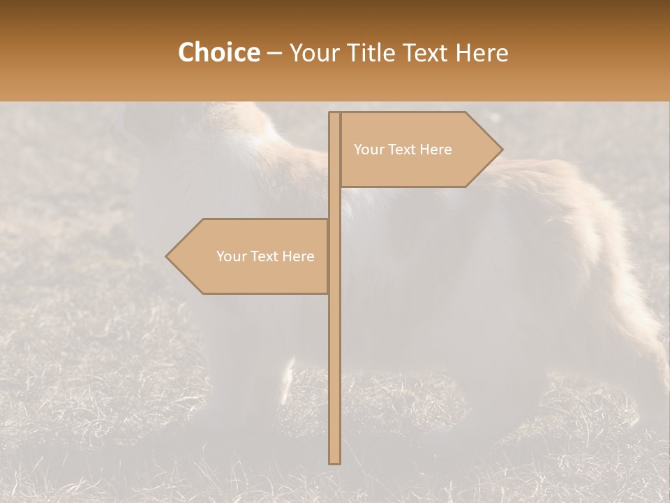 A Brown And White Cat Standing On Top Of A Dry Grass Field PowerPoint Template