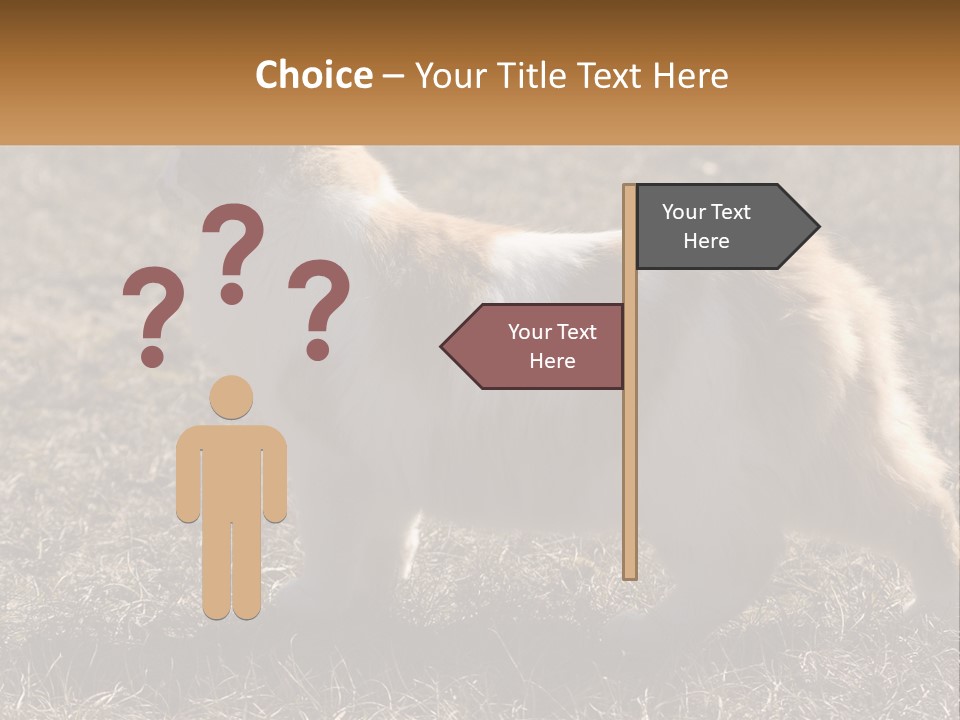 A Brown And White Cat Standing On Top Of A Dry Grass Field PowerPoint Template