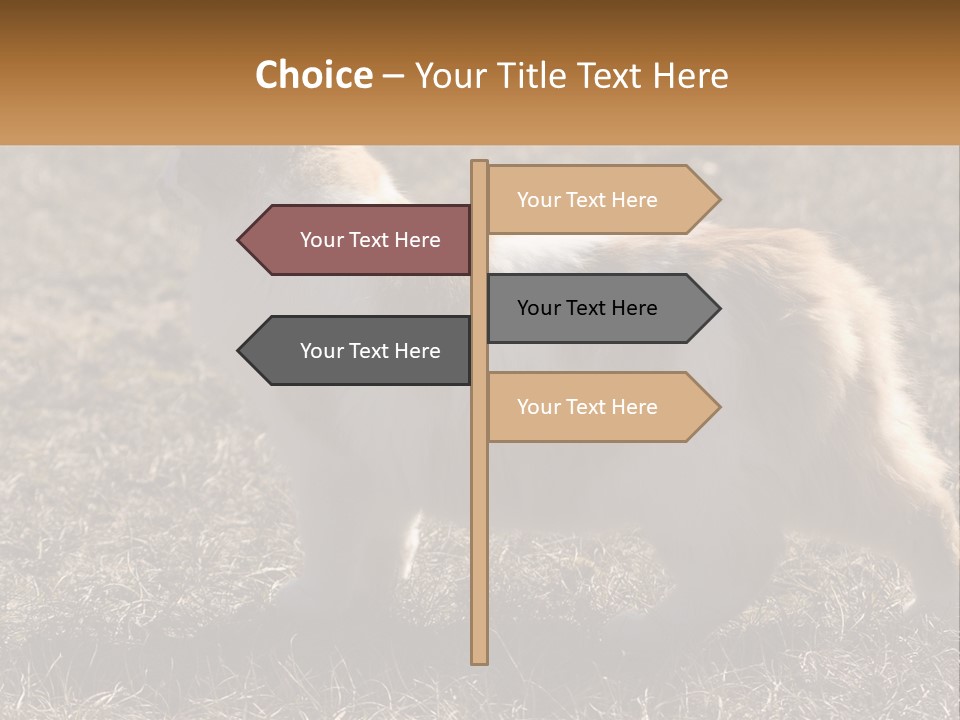 A Brown And White Cat Standing On Top Of A Dry Grass Field PowerPoint Template