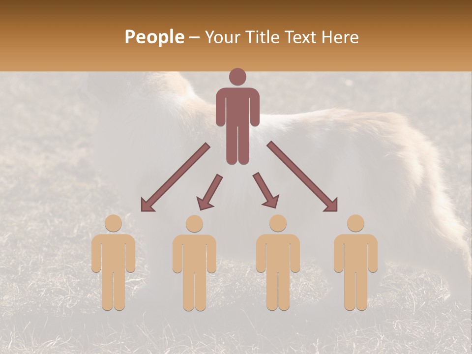 A Brown And White Cat Standing On Top Of A Dry Grass Field PowerPoint Template