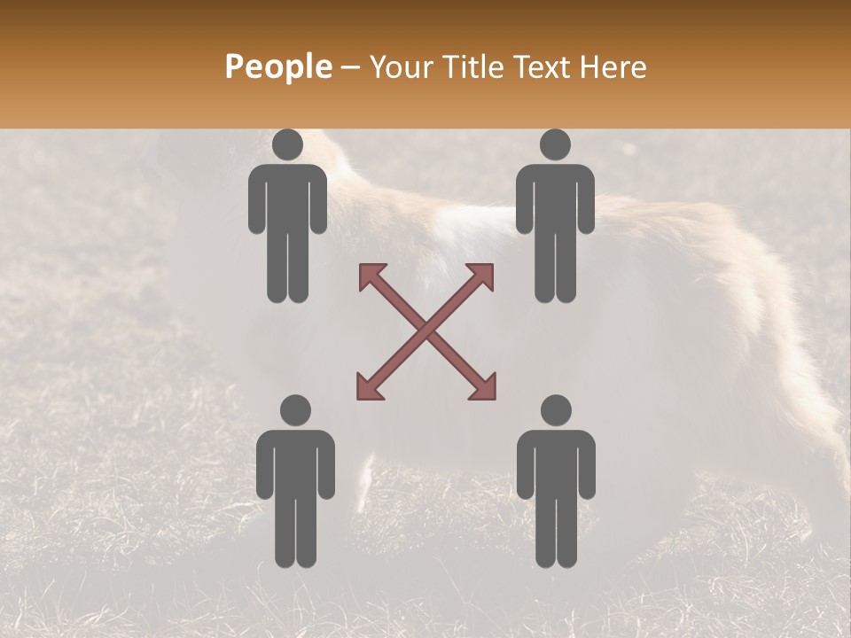 A Brown And White Cat Standing On Top Of A Dry Grass Field PowerPoint Template