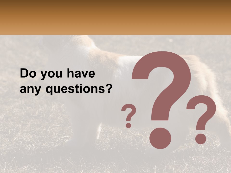 A Brown And White Cat Standing On Top Of A Dry Grass Field PowerPoint Template
