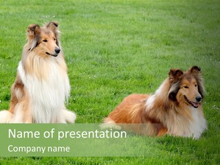 Two Shetland Sheepdogs Sitting In The Grass Powerpoint Template PowerPoint Template