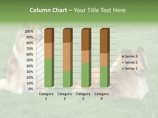 Two Shetland Sheepdogs Sitting In The Grass Powerpoint Template PowerPoint Template