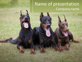 A Group Of Three Dogs Laying On Top Of A Grass Covered Field PowerPoint Template