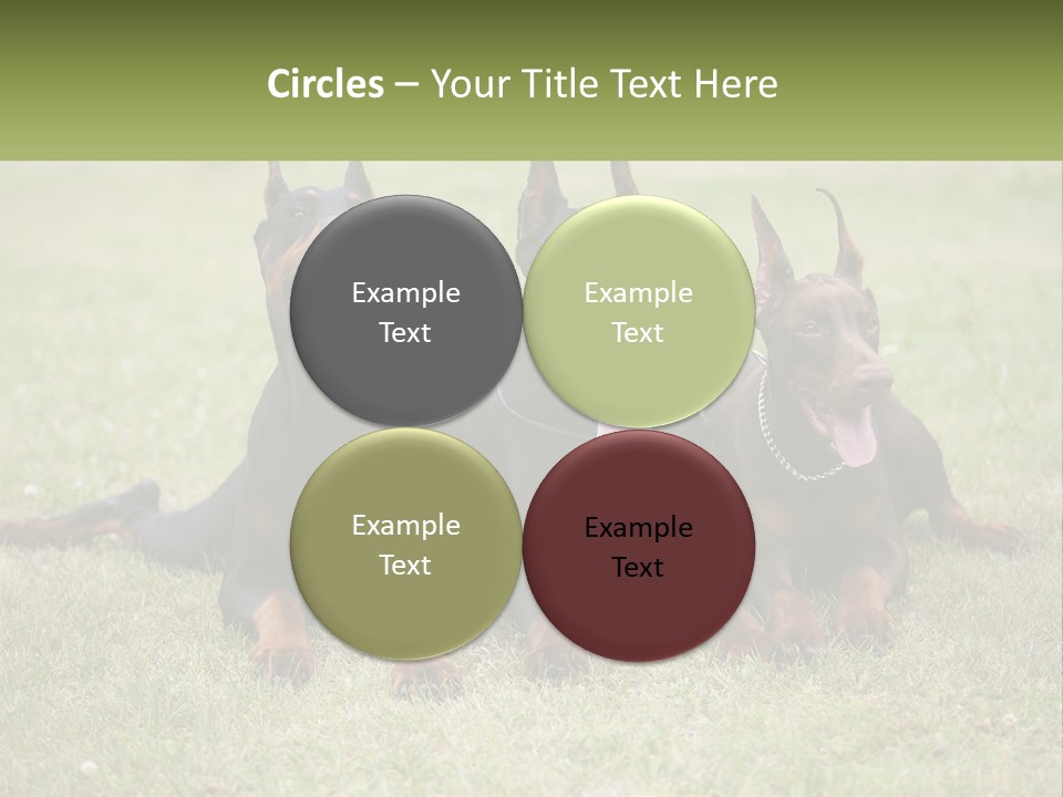 A Group Of Three Dogs Laying On Top Of A Grass Covered Field PowerPoint Template