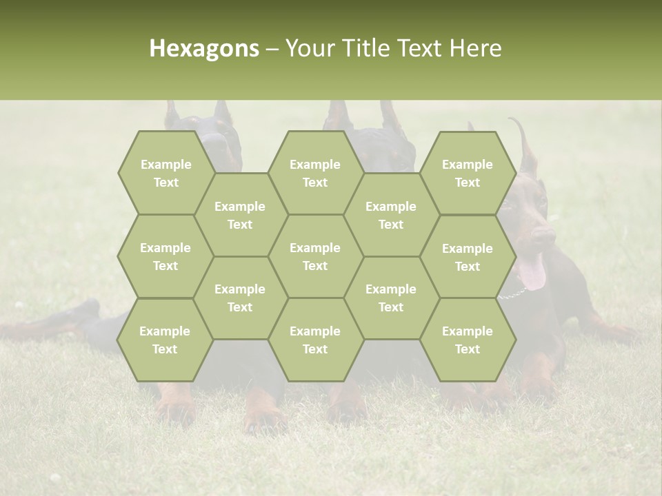 A Group Of Three Dogs Laying On Top Of A Grass Covered Field PowerPoint Template