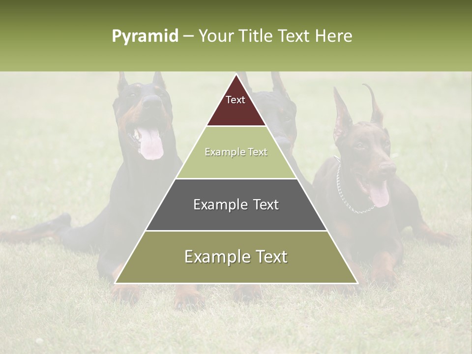 A Group Of Three Dogs Laying On Top Of A Grass Covered Field PowerPoint Template