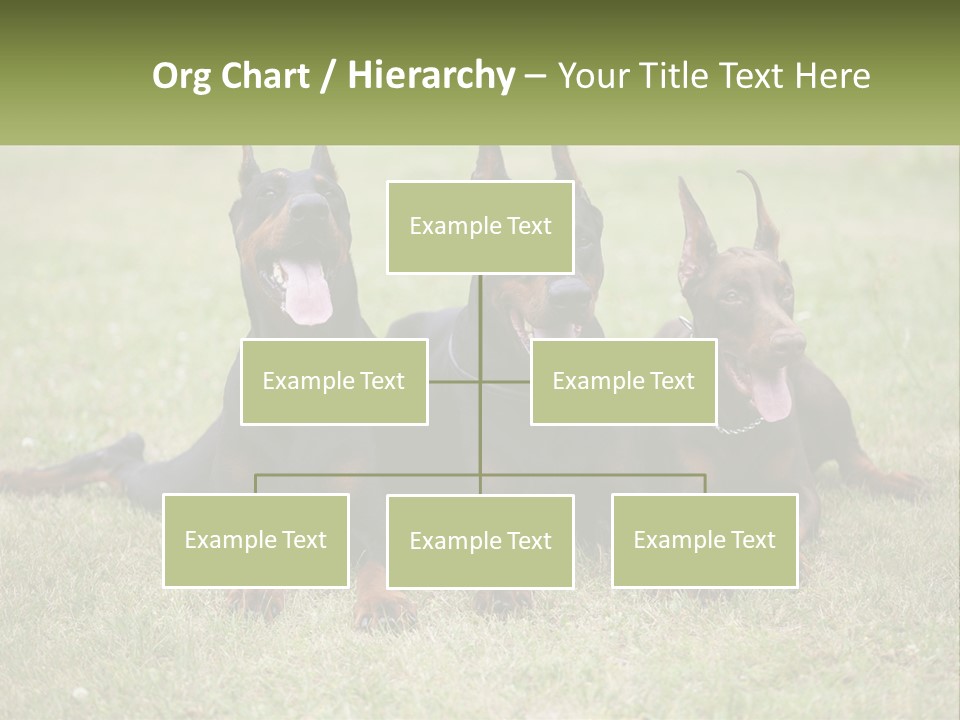 A Group Of Three Dogs Laying On Top Of A Grass Covered Field PowerPoint Template