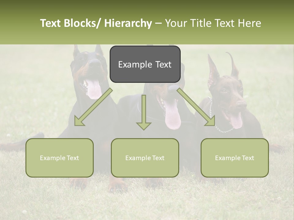 A Group Of Three Dogs Laying On Top Of A Grass Covered Field PowerPoint Template