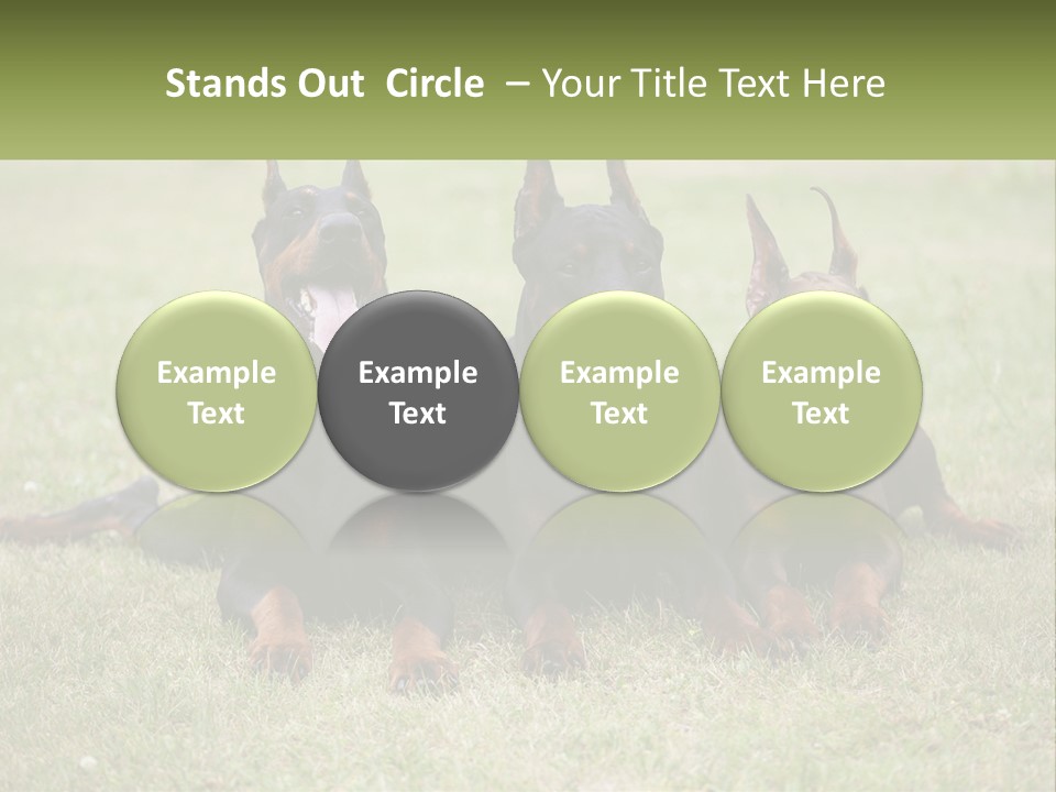 A Group Of Three Dogs Laying On Top Of A Grass Covered Field PowerPoint Template
