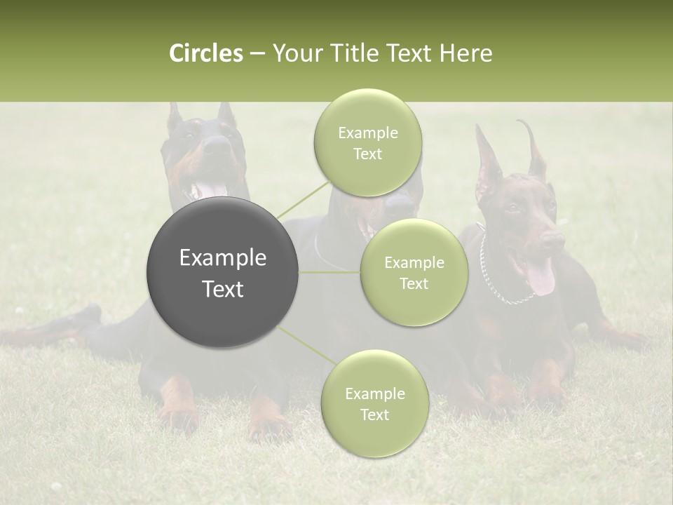 A Group Of Three Dogs Laying On Top Of A Grass Covered Field PowerPoint Template