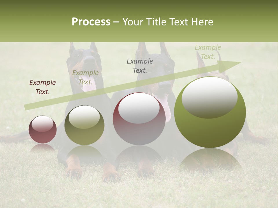 A Group Of Three Dogs Laying On Top Of A Grass Covered Field PowerPoint Template