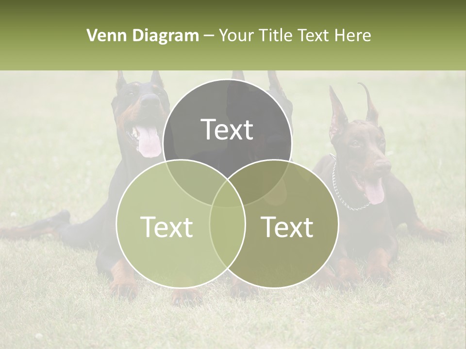 A Group Of Three Dogs Laying On Top Of A Grass Covered Field PowerPoint Template