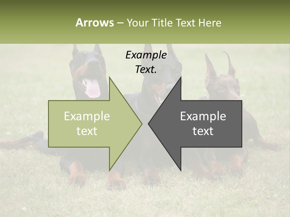 A Group Of Three Dogs Laying On Top Of A Grass Covered Field PowerPoint Template