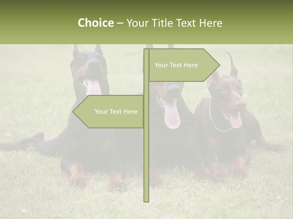 A Group Of Three Dogs Laying On Top Of A Grass Covered Field PowerPoint Template
