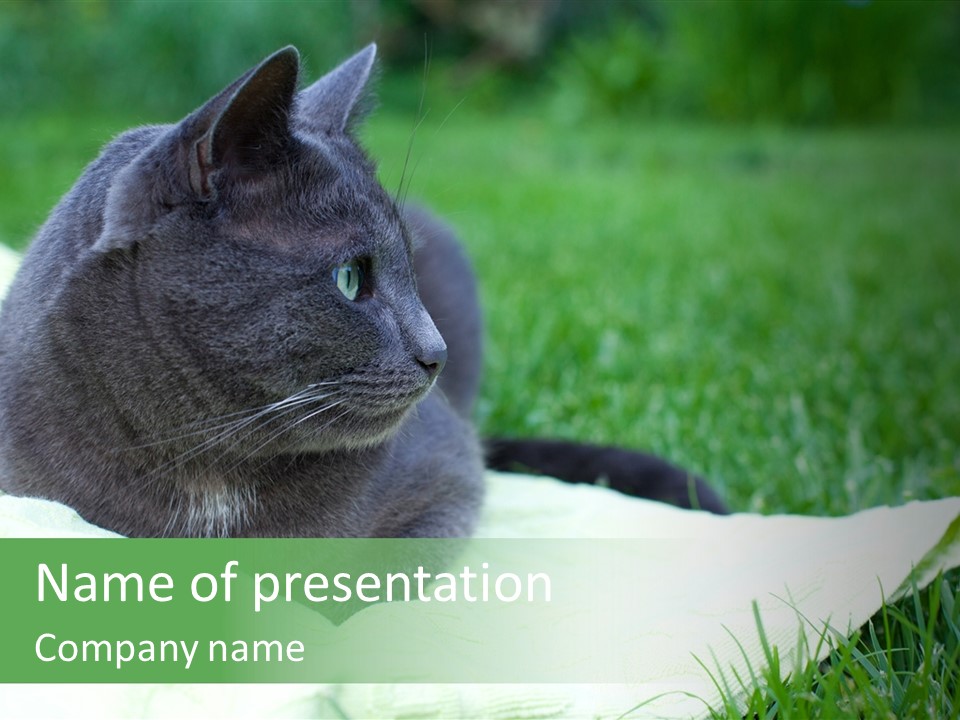 A Gray Cat Laying On Top Of A Blanket In The Grass PowerPoint Template