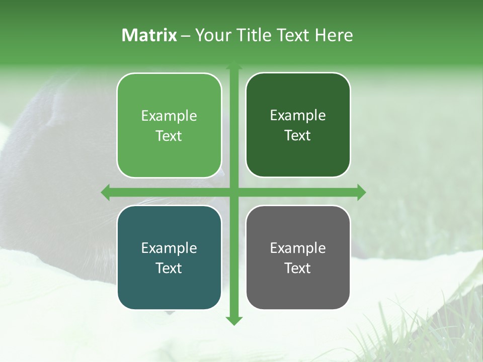 A Gray Cat Laying On Top Of A Blanket In The Grass PowerPoint Template