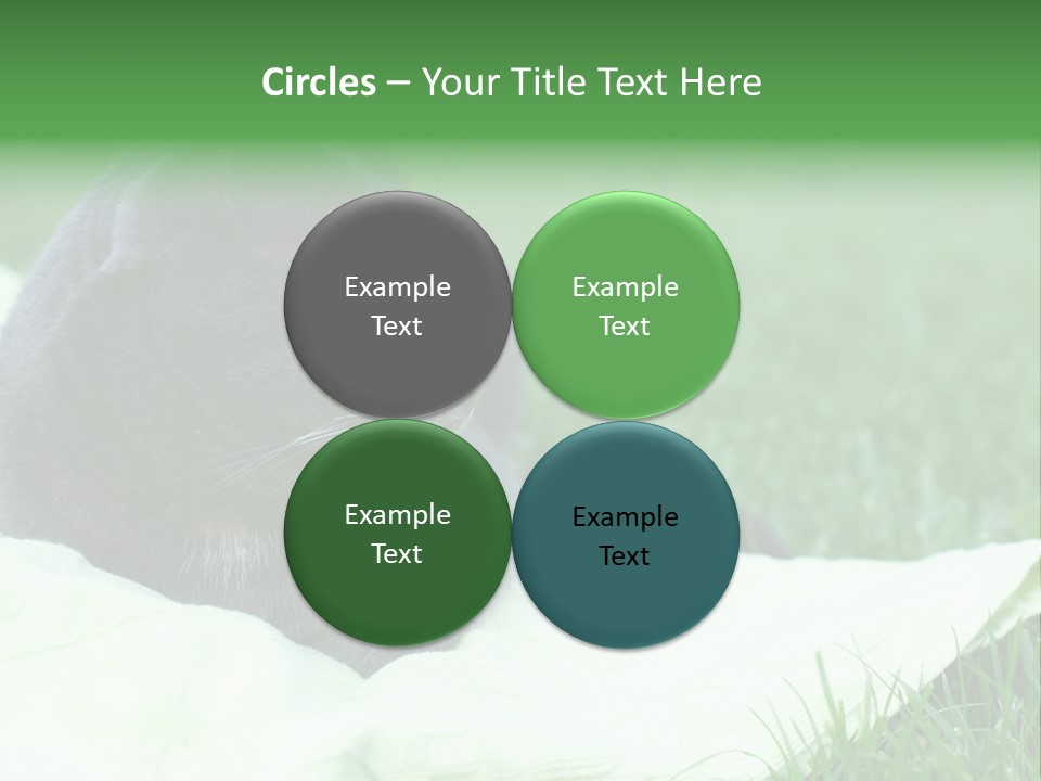 A Gray Cat Laying On Top Of A Blanket In The Grass PowerPoint Template