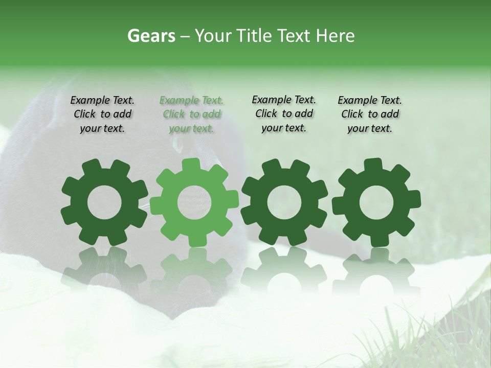 A Gray Cat Laying On Top Of A Blanket In The Grass PowerPoint Template