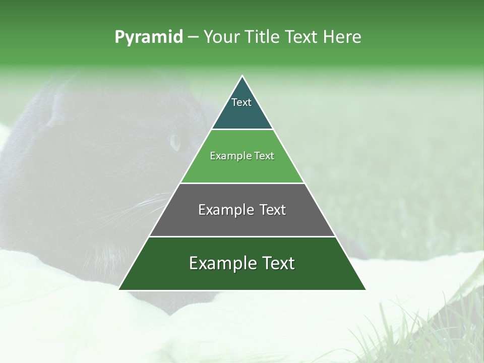 A Gray Cat Laying On Top Of A Blanket In The Grass PowerPoint Template