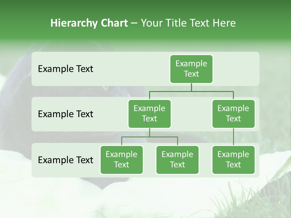 A Gray Cat Laying On Top Of A Blanket In The Grass PowerPoint Template