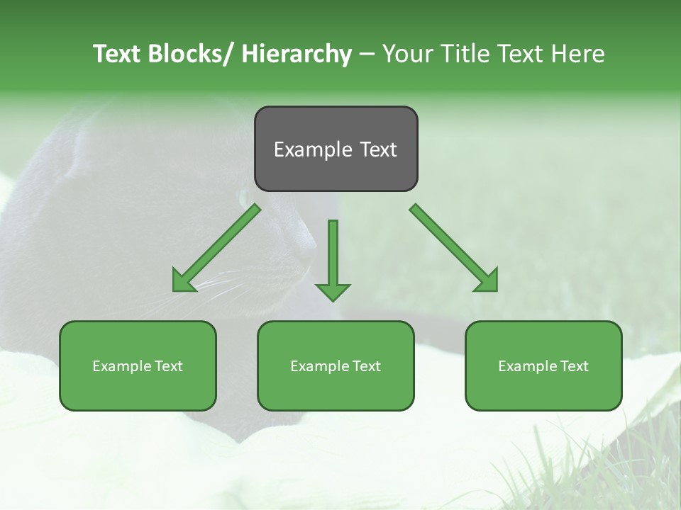 A Gray Cat Laying On Top Of A Blanket In The Grass PowerPoint Template